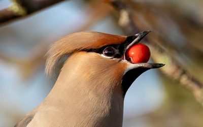 Wildlife Garden Rød Fuglehus – Den Ultimate 2-i-1 Løsning